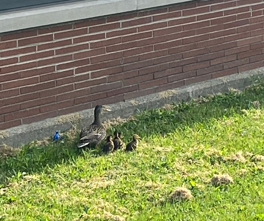 City Officers Rescue Ducklings Out Of Storm Drain | News, Sports, Jobs ...